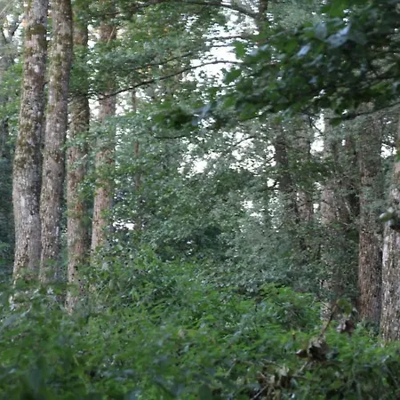 Maison Jules Gasthof Sainte-Ode